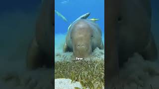 Why Do Manatees Love Freshwater So Much!?