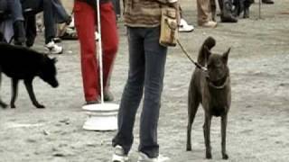 甲斐犬愛護会第128回展覧会未成犬雌 Kai Ken Exhibition 2008 -Miseiken Female Class