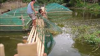 Harvesting Fish And Fingerlings From The Pond