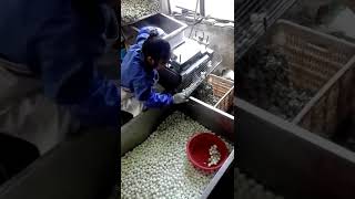 鵪鶉蛋去殼機Quail egg peeler+852 97422148