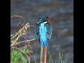 カワセミ狛江地区お母さんショート 2024 11 28 カワセミ 野鳥 birds wildlife nature 自然観察ぶらり散歩