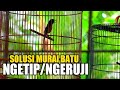 solusi murai batu ngeruji, nampar sangkar