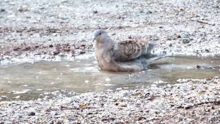 【野田市の野鳥】　キジバト Oriental Turtle Dove が水浴びしていました。（清水公園　Ｈ28.12.23）