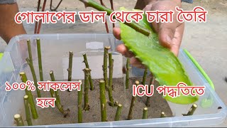 গোলাপের ডাল থেকে কাটিং এর মাধ্যমে এলোভেরা দিয়ে বালিতে নতুন চারা করার সহজ উপায় | Rose Propagation