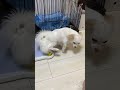 シートの上でおしっこを成功させるやいなや一目散に走り去る犬のしっぽちゃん