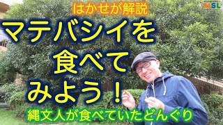 はかせが解説「縄文人が食べていたどんぐり！マテバシイを食べてみよう！」