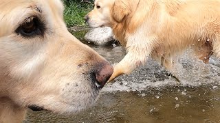 アイン村　2021.03.12　アウル、マヨとお散歩(ゴールデンレトリバー）