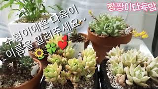 수형이 예쁜 다육이 보시고 이름좀 알려주세요😄🌻💐💕