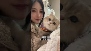 谁懂这种感觉！ 我有一只超级乖的小猫 我和我的猫 蓝金渐层 萌宠时尚走秀穿搭已就位