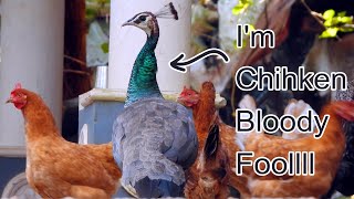 I am a chicken peacock | കോഴിക്കൂട്ടത്തിലെ പുതിയ കോഴി !