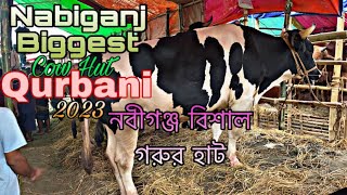 Nabiganj Biggest Cow Hut Special Qurbani 2023