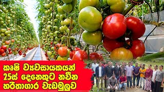 දියුණු රටවල් මෙහෙම වවන්නෙ මොකද? උත්සාහය කැපවීම තියනවනම් සල්ලි ගලනව