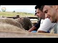 how farmers raise sheep effectively wool processing factory and milk farming documentary