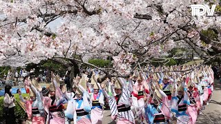 満開の桜の下で華麗な流し踊り　「徳島城 阿波おどり」のプレイベントが開催