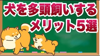 犬を多頭飼いする5つのメリットとは？【獣医師解説】