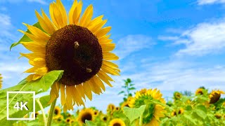 Giant Sunflowers! 200公分巨大向日葵 全台最大向日葵農場 | 向陽農場 | 4K HDR