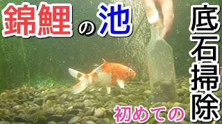 池の底砂掃除を初めてやってみた