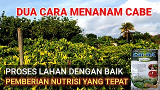 COBA 2 NUTRISI INI  ‼️ AGAR TANAMAN CABE BERBUAH BANYAK