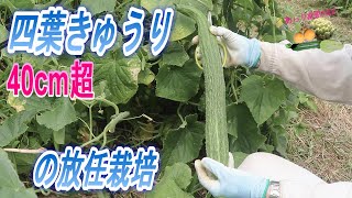 あらり裁園　「四葉（すうよう） きゅうり」の放任栽培