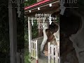 宮城県岩沼市金蛇水神社　 shorts 神社　 宮城県　 金蛇水神社　 金運　 miyagi japan shine