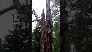 I saw the ghost 😱😱👻👻 in this  tree🌲can you see the ghost in this video😞