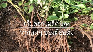 เก็บดอก เมล็ดและรากต้อยติ่งไปทำยาค่ะ picking cracker plant’s flowers seeds and roots  June 18,2019