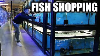 Shopping for AQUARIUM FISH   The king of DIY