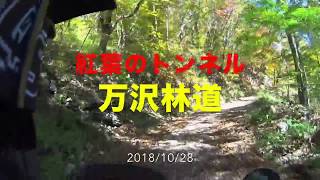 紅葉のトンネル 万沢林道