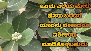 ಒಂದು ಎಲೆಯ ಮೇಲೆ ನಿಮ್ಮ ಹೆಸರು ಬರೆದರೆ ಯಾರನ್ನು ವಶೀಕರಣ ಮಾಡಿಕೊಳ್ಳಬಹುದು