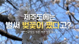 제주도 벚꽃이 벌써? 제주시 종합경기장 벚꽃 소식!