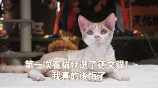 🙀聽說養1隻德文貓=養3隻貓！原來是3倍的😻幸福啊～～