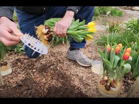 Hydroponic Tulip Bulbs How To Keep Alive After Bloom Aftercare