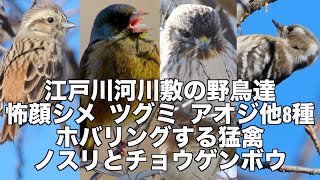 激ツキのコゲラ 赤嘴のカワラヒワ 食事中の小鳥達と猛禽も登場