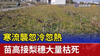 寒流襲忽冷忽熱 苗高接梨穗大量枯死