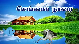 செங்கோல்நாரை/நாரை வகைகள்/birds