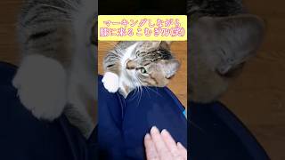 膝においでと呼んだら(笑)    #猫   #こはむぎ日記   #short