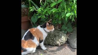 草を食ってご機嫌な三毛猫　Calico cat eating grass