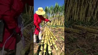 Newly Harvest Sugarcane