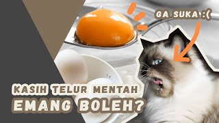 Kuning Telur Mentah untuk Kucing - EMANG BOLEH?