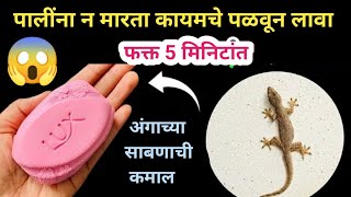 यानंतर एकही पाल घरात दिसणार नाही 😱😱 / टाकाऊ पासून टिकाऊ वस्तू / kitchen cleaning tips