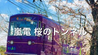 【京都の桜33】車窓からの桜のトンネル2バージョン