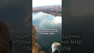 Норм как муха летаю? ☺ #fpv #фпв #dji #avata #djiavata #drone