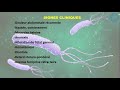 infection à h pylori chez l enfant មេរោគក្រពះលើកូនក្មេង