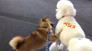 スタンダードプードルvs柴犬【ちゃちゃ丸】