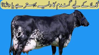 گائے کے لیے گندم کا دلیہ بہتر ہے یا ونڈا؟ || Useful information || Dairy farm