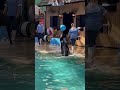 Sea Lion Show in Safari World | Bangkok Thailand