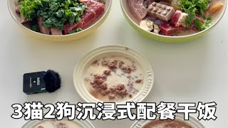 森尼和小莱｜Vlo.27 五只猫狗的沉浸式配餐干饭