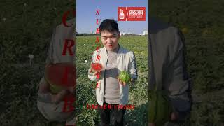 Farm Fresh Ninja Fruit Tik Tok China EP 17