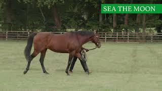 Sea the Moon at Lanwades Stud