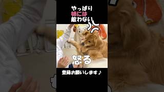 ラブラブしてたのに大喧嘩が始まる2人#goldenretriever #dog #箱入りクッキーはゴールデンレトリバー